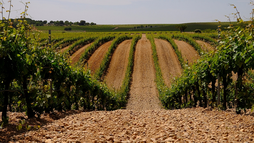 Our Terroir, unique diversity