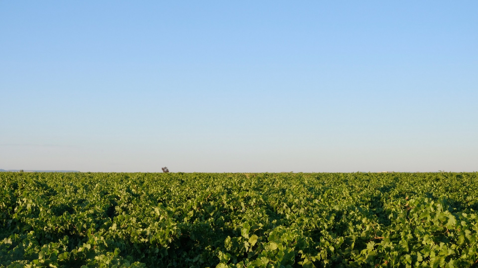 Pago de Fuente Elvira: a ‘vineyard of vineyards’ steeped in history