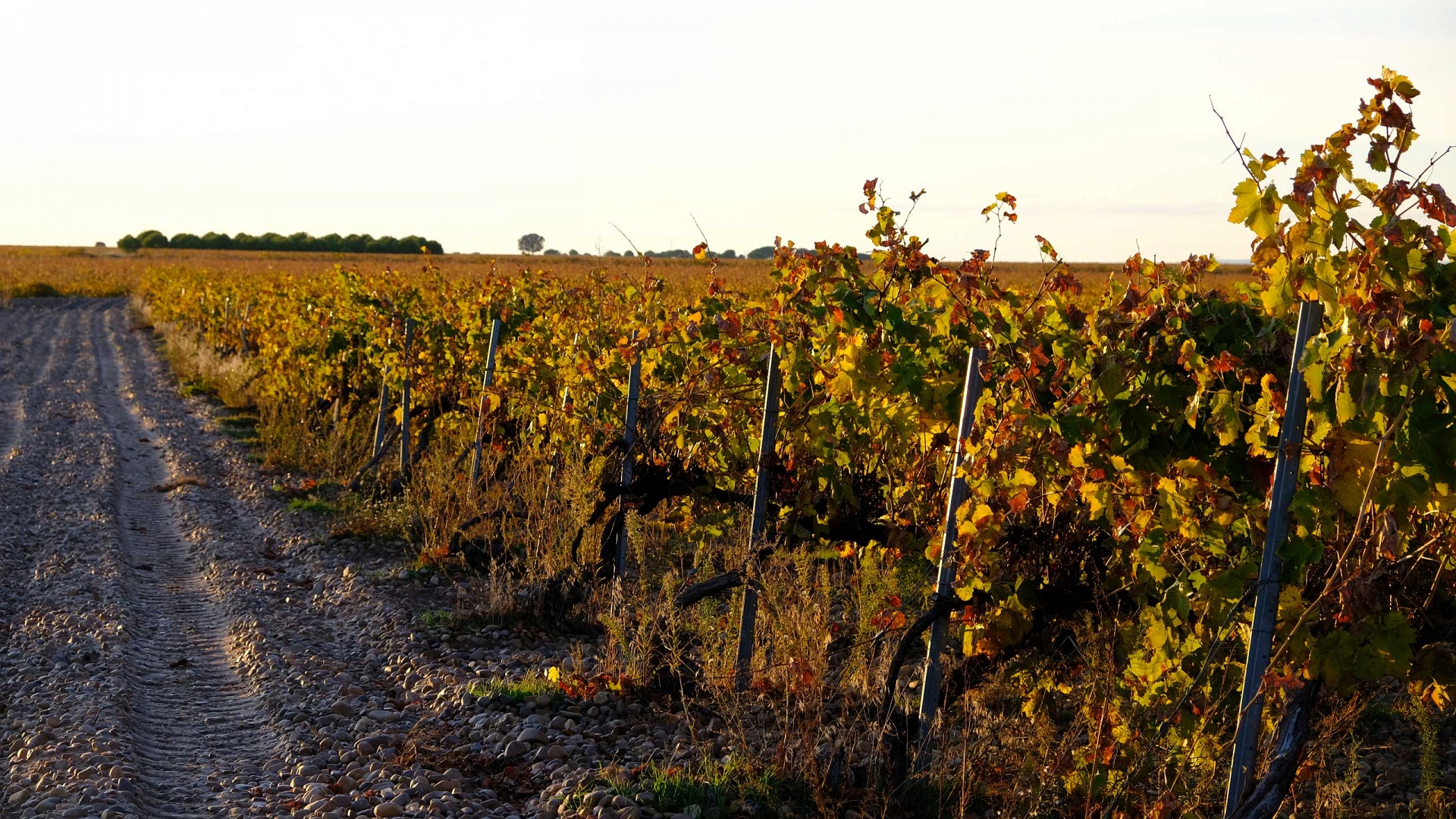 Pago de Fuente Elvira: a ‘vineyard of vineyards’ steeped in history