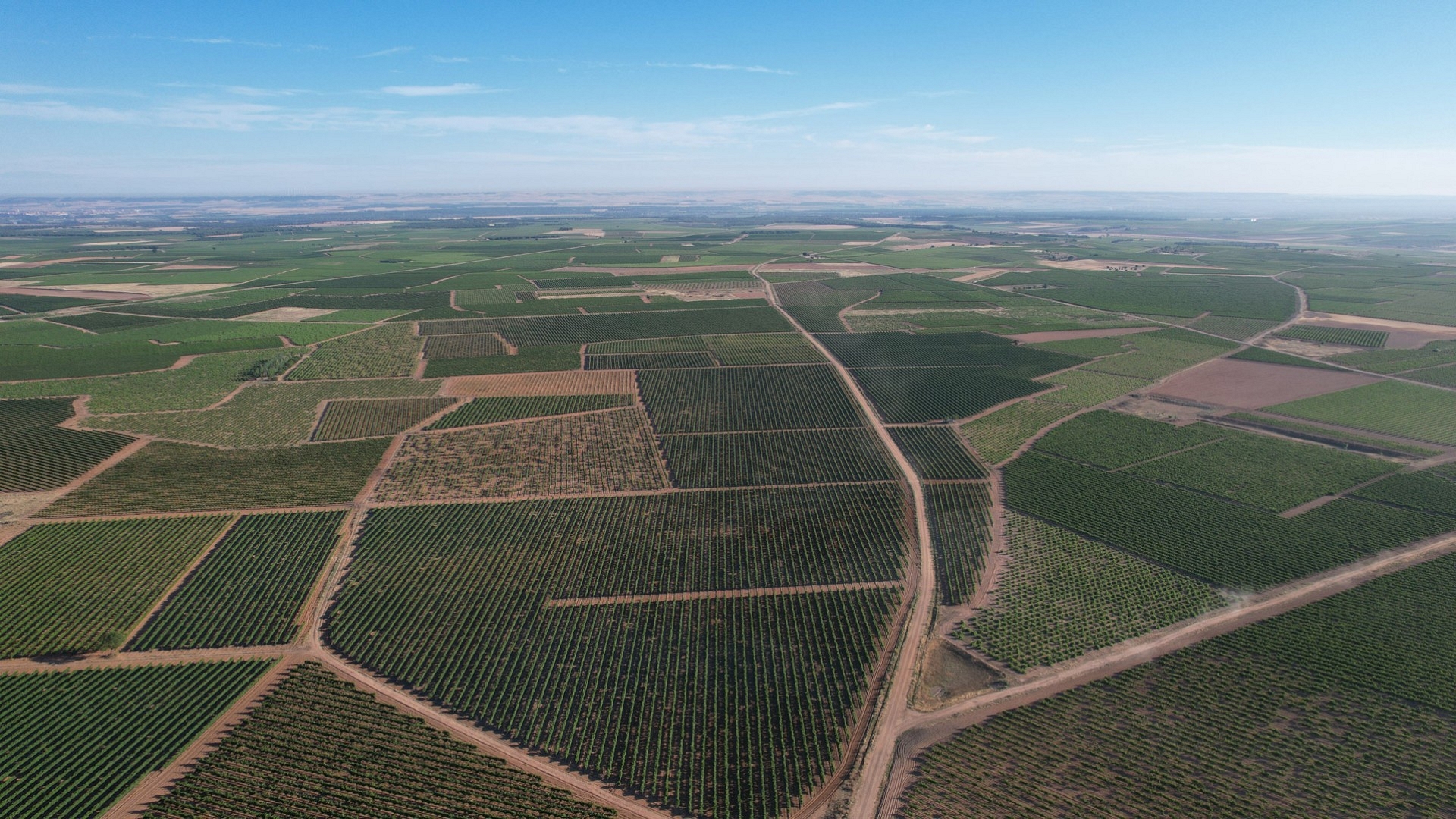 Pago de Fuente Elvira: a ‘vineyard of vineyards’ steeped in history